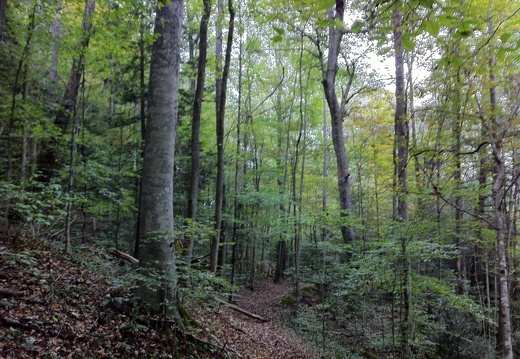 Kentucky Trail, Big South Fork